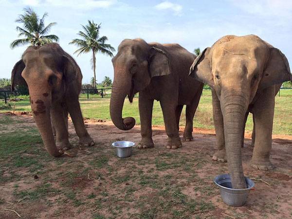 free elephants
