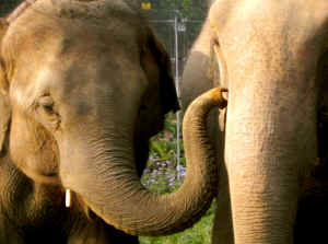 elephants chain chain-free