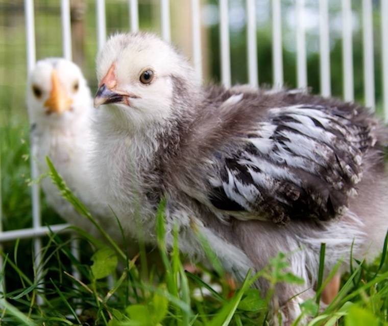 chicks