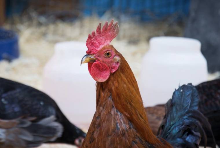 Rooster Zeus