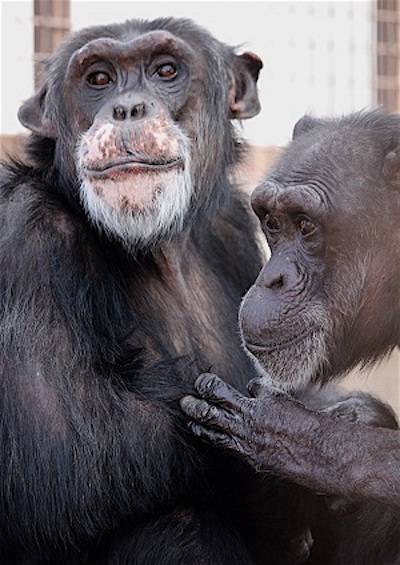  chimps Jody Burrito