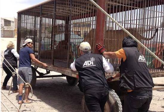rescued lions