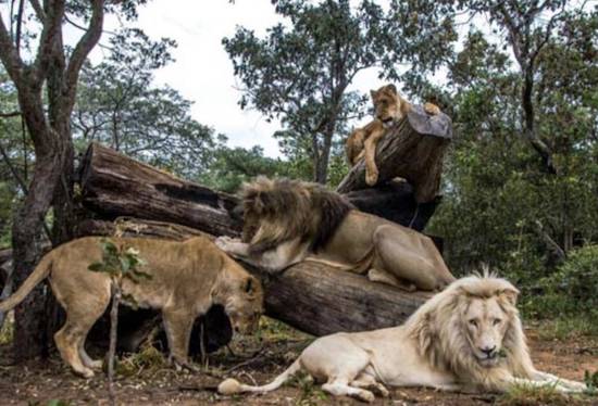 lions at Emoya