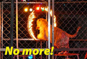 circus tiger PAWS