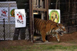 circus tigers Lions Rock sanctuary