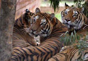 circus tigers Four Paws sanctuary