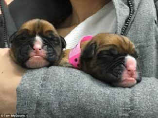 Shadow and Chance cloned dogs