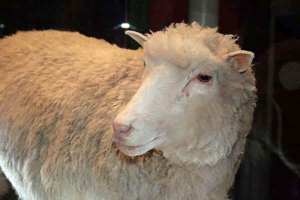 Dolly sheep