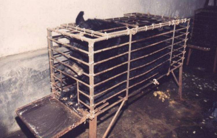 bear bile farm