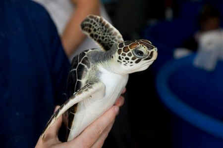 Loggerhead turtle