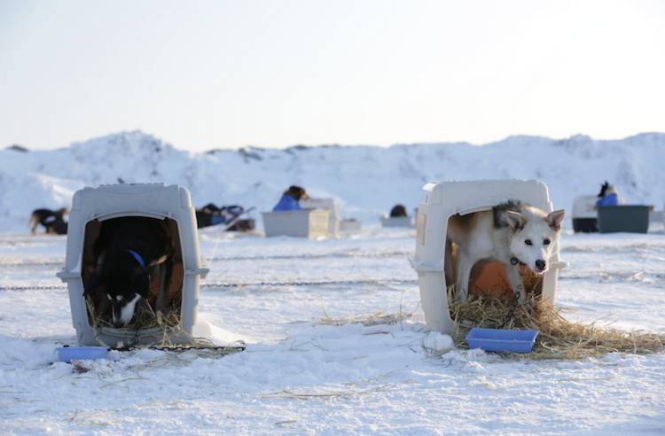 iditarod dogs