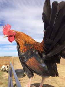 cock fighting rooster
