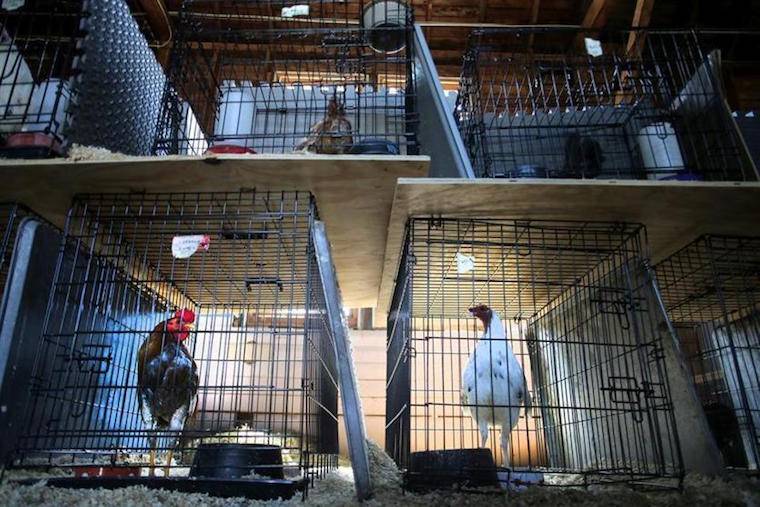 caged roosters