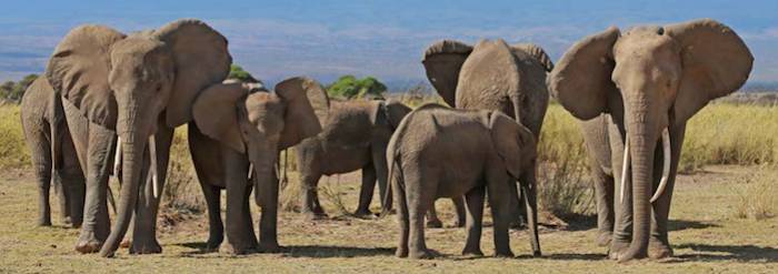 elephants in kenya