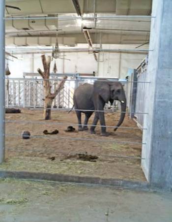 captive baby elephant