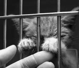 caged kitten