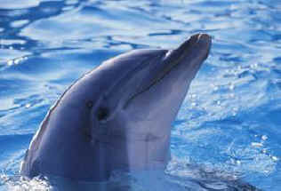 ar-conservationists-dolphin
