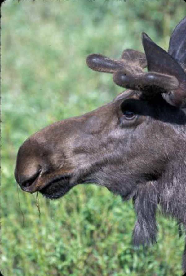 moose