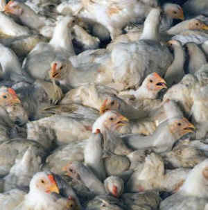 chicken contamination cruelty