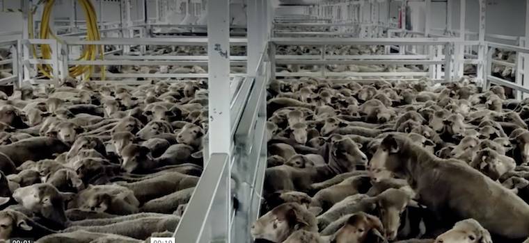 sheep export ship