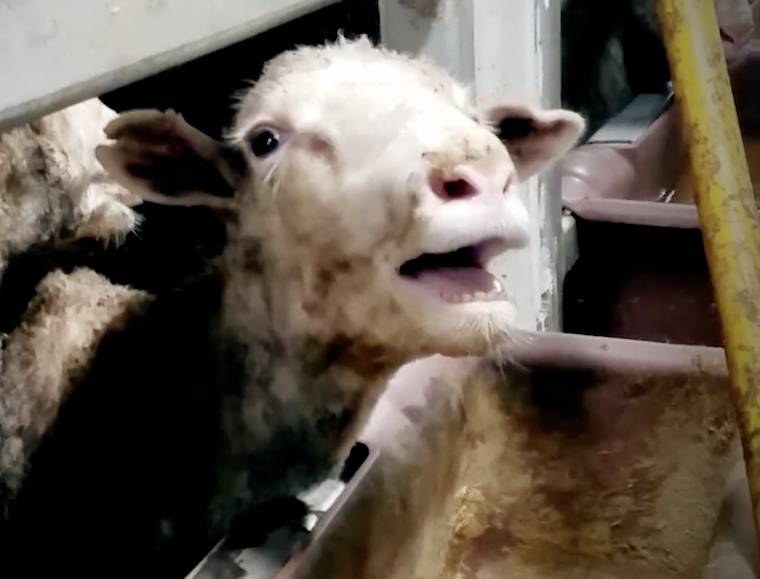 sheep transport ship