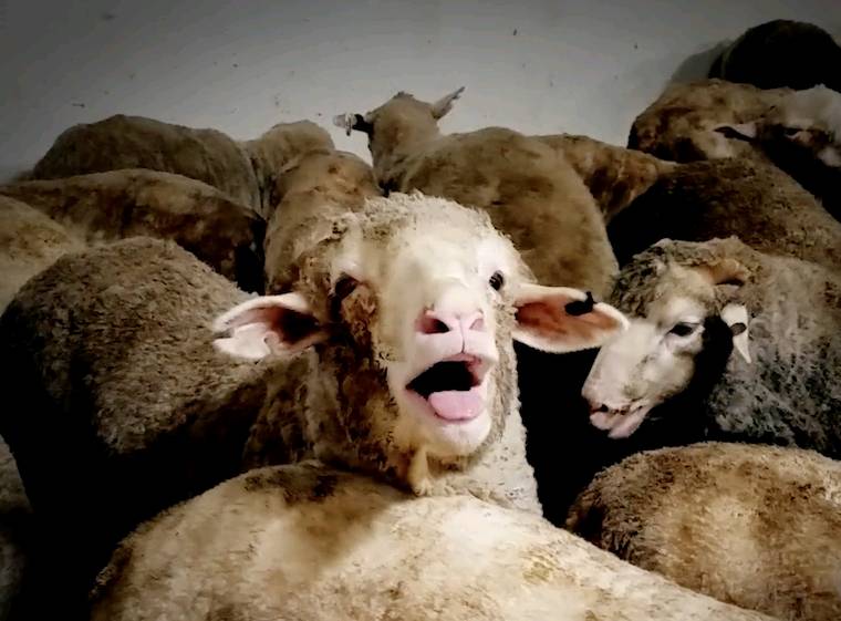 sheep transport ship