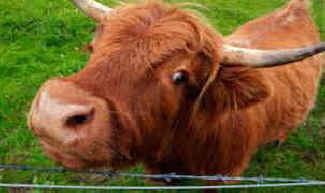 cow face slaughter