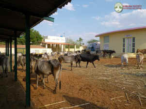 cows rescued Gorantla India Karuna