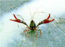 crawfish anxiety sentience
