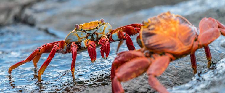 crustaceans