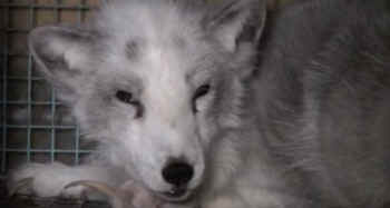 fur victims