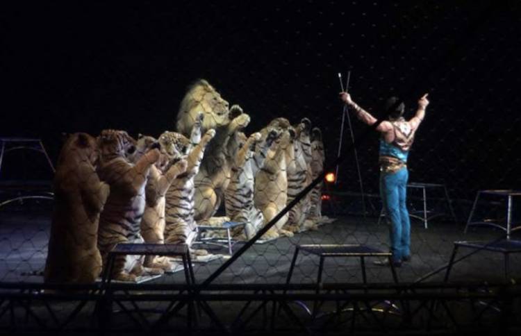 ringling bros. tigers