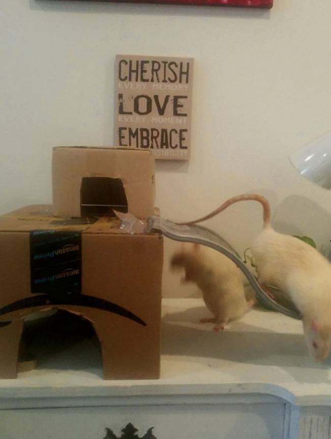 rats playing