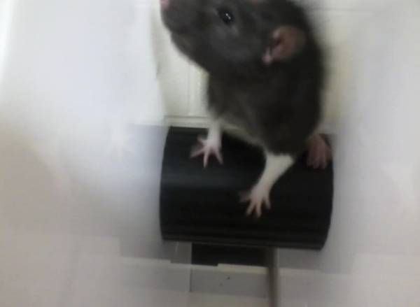 rat on stress wheel