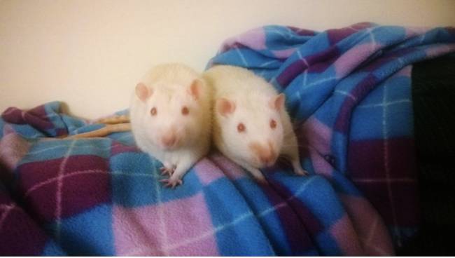rescued rats