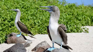 Darwin Animal Doctors Galapagos
