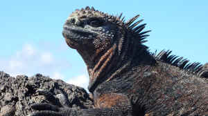 Darwin Animal Doctors Galapagos