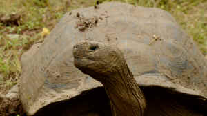 Darwin Animal Doctors Galapagos