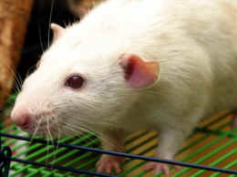 lab rat mouse vivisection laboratory