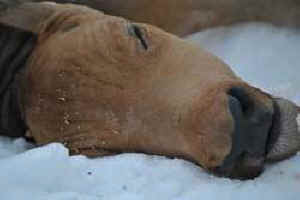 decimation bison buffalo livestock
