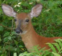 Deer Population Control