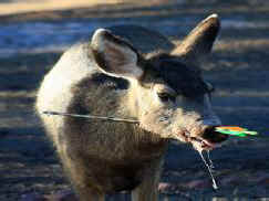 deer coexist contraception bowhunt