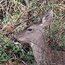 deer culls