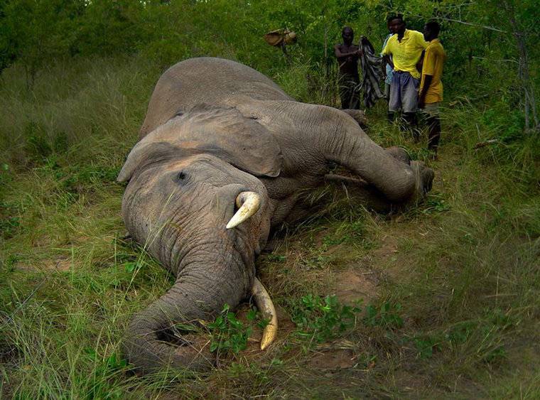dead elephant