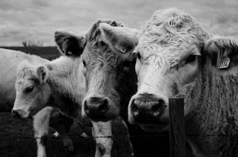 cows