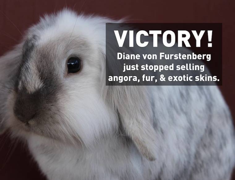 angora rabbit