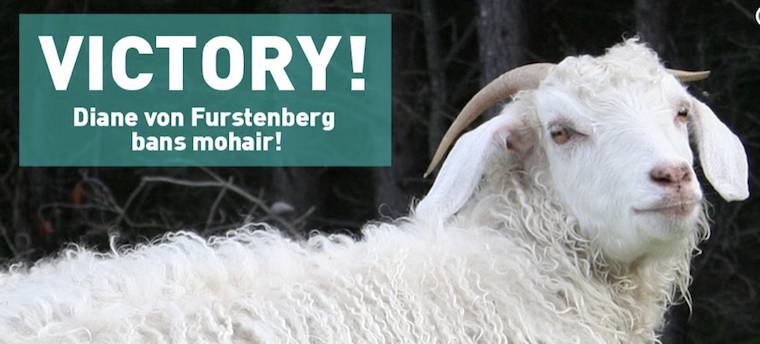 Mohair Goat