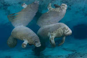 manatee