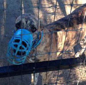muzzled greyhound
