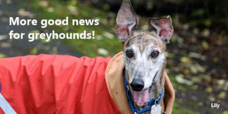 Lily greyhound